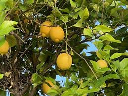 Citrus Tree Lemon Elgin Nursery