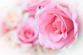 pink roses stock photos royalty free