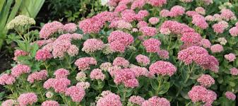 10 Drought Tolerant Plants To Include