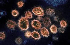 Feb 01, 2021 · the south african variant, like the new uk variant, contains a mutation known as n501y which is believed to make the virus more contagious than older variants. Virus Variant From South Africa Detected In Us For 1st Time