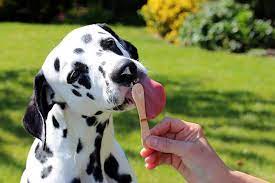 You can have either ice cream or fruit for dessert. Can Dogs Eat Ice Cream American Kennel Club