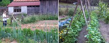 Growing Vegetables In The North Georgia