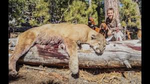 Fierce yet graceful, the mountain lion is a top predator and the largest wild cat of the americas. Big Bear Outdoors Csp Sd Mountain Lion 2015 Youtube