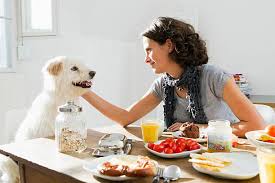 repas maison pour mon chien