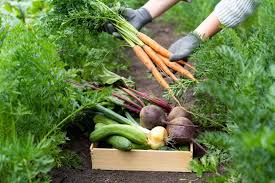 Best Vegetables To Grow In Southern