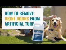 remove urine odor from artificial turf