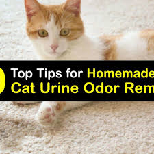 cat smell remover homemade cat