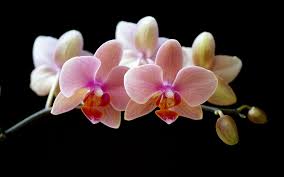 beautiful orchids wallpapers top free