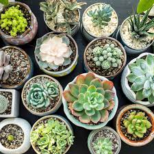 house plants that thrive in the winter