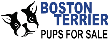 boston terrier puppy