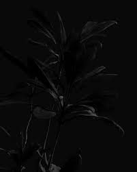 Black Flower Pictures [HD]
