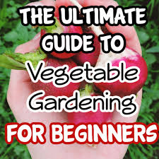 Vegetable Gardening For Beginners Let S