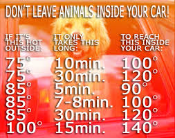 Dont Leave Your Dog In The Car Coachella Valley Weekly