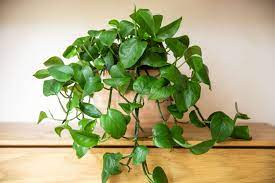 how to make a pothos fuller