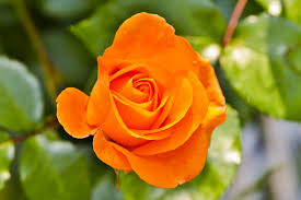 lovely rose flower images free