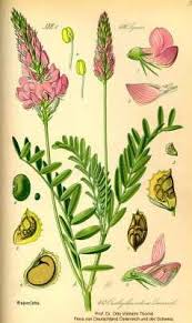 Image result for Onobrychis alba herbarium | Botanical illustration ...
