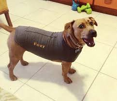 Guide To Thunder Jackets For Dogs Anxiety Shirts Calming