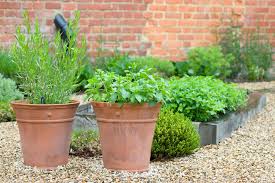 Grow Herbs In Pots The English Garden