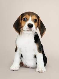 beagle puppy images free on