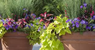 Growing Plants In Containers For Patios