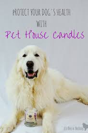 They should be strong but not overwhelming, personal but also delightful to everyone who comes into contact with. Pet House Candles For Dog Health It S Dog Or Nothing