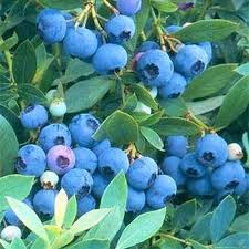Top 10 Blueberry Varieties To Grow At Home Gardeners Path