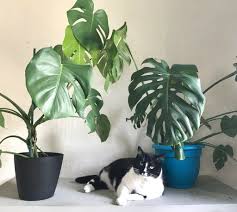 Maybe you would like to learn more about one of these? Plant Portrait Monstera Deliciosa Leaf And Paw