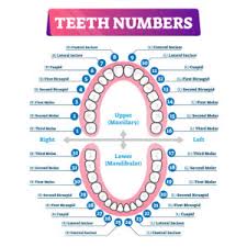 tooth chart enable dental inc