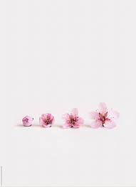 If you're in search of the best white wallpaper background, you've come to the right place. Cherry Blossoms On A Plain White Background Stocksy United Plain White Background White Iphone Background White Background Wallpaper