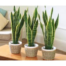 decorative plants for indoor at rs 70