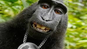 We have 49+ amazing background pictures carefully picked by our community. Funny Monkey Wallpaper Desktop Picserio Com