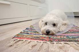 dog licking carpet reasons why and