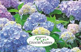 purchase a gift card to hyannis country