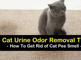 7 simple ways to get rid of cat smell