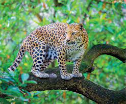200 leopard pictures wallpapers com