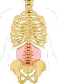 Human muscular anatomy back muscle anatomy chart. Low Back Pain Wikipedia