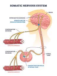 lower motor neuron lesion versus upper