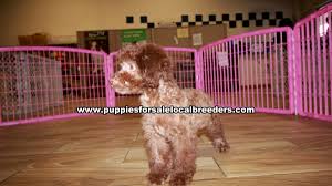 puppies local breeders