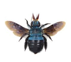 real blue bee xylocopa caerulea fast
