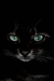 Black Cat Wallpaper To Your