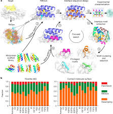 Design Of Protein Binding Proteins From