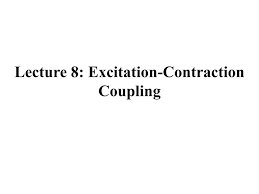 excitation contraction coupling