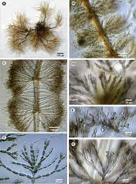 Batrachospermum sporulans (FI La7-2011): A -habit; B, C -whorls; D... |  Download Scientific Diagram