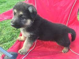 These playful, lovable german shepherd puppies grow into a powerful, intelligent, & protective dog breed. View Ad German Shepherd Dog Litter Of Puppies For Sale Near Kentucky Glasgow Usa Adn 12907
