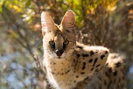 Video taken by me in the serengeti national park(tanzania) on 01 march 2009. Add Serval Cats To The Controlled Alien Species List Bc Spca