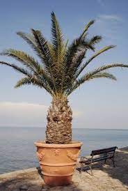 Full Sun Palm Trees Growing Palm
