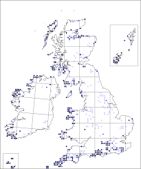 Radiola linoides | Online Atlas of the British and Irish Flora