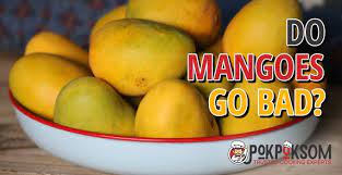 How long does it take for a mango to ripen? Do Mangoes Go Bad Pokpoksom