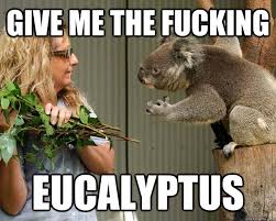 Cranky Koala memes | quickmeme via Relatably.com