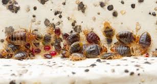 Bedbug Leaves Lingering Health Risks